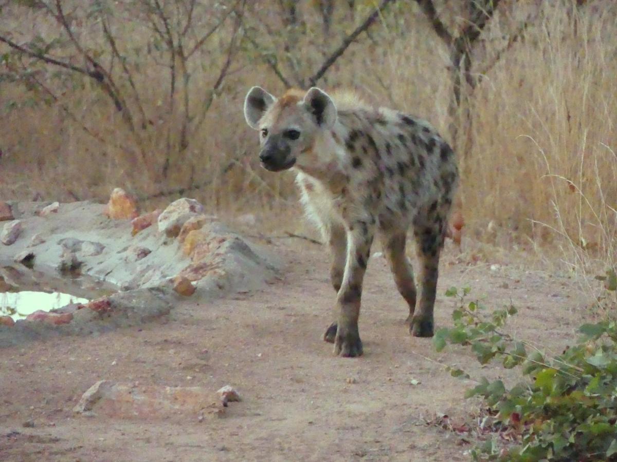 Bushvilla Umoja Kruger بهالابوروا المظهر الخارجي الصورة