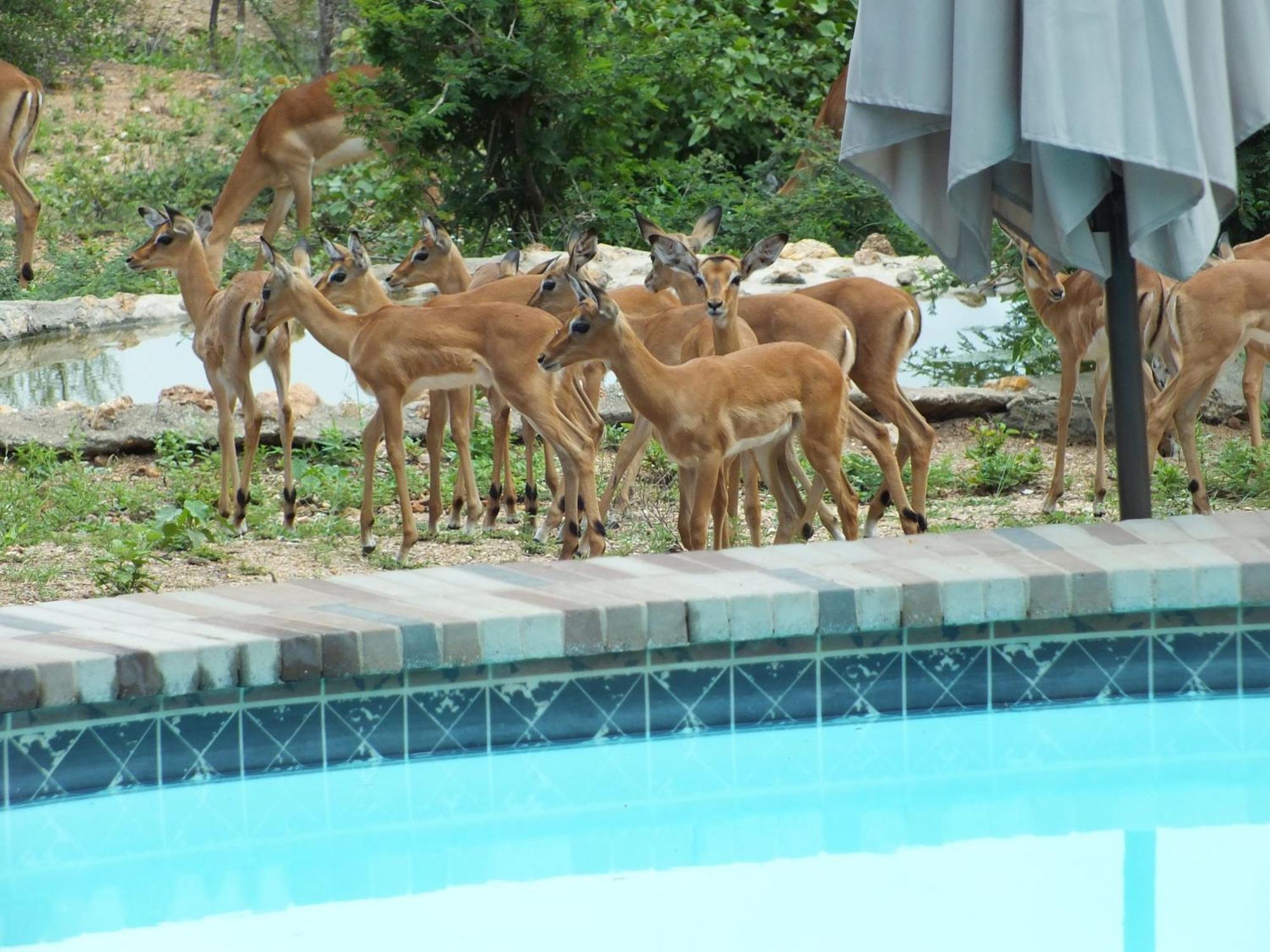 Bushvilla Umoja Kruger بهالابوروا المظهر الخارجي الصورة