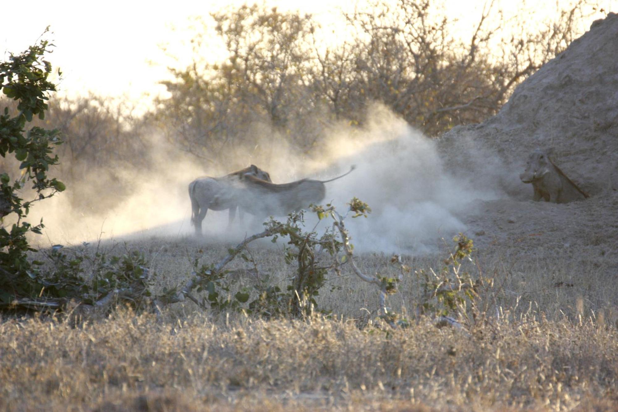Bushvilla Umoja Kruger بهالابوروا المظهر الخارجي الصورة