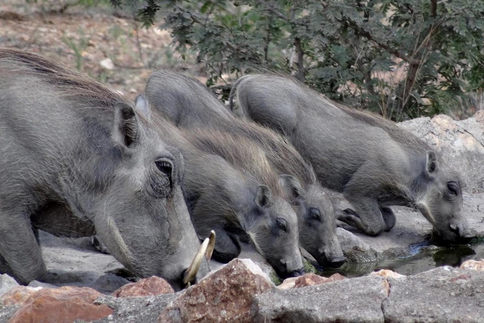 Bushvilla Umoja Kruger بهالابوروا المظهر الخارجي الصورة